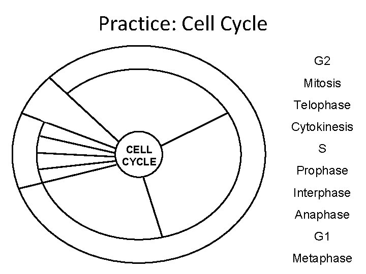 Practice: Cell Cycle G 2 Mitosis Telophase Cytokinesis CELL CYCLE S Prophase Interphase Anaphase