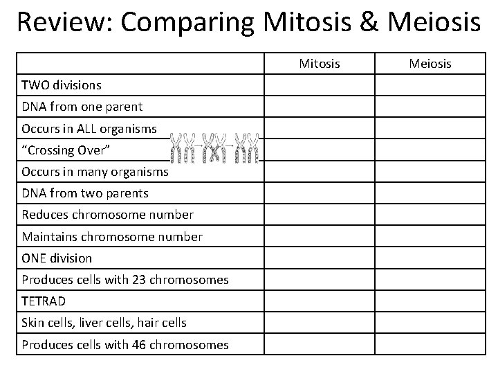 Review: Comparing Mitosis & Meiosis Mitosis TWO divisions DNA from one parent Occurs in