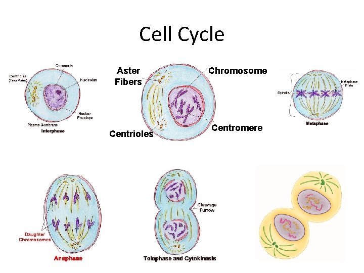Cell Cycle Aster Fibers Centrioles Chromosome Centromere 