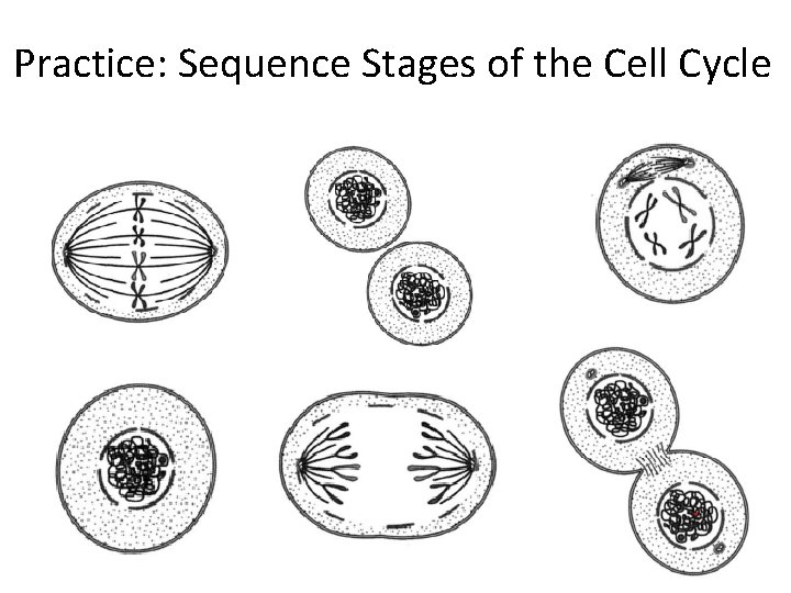 Practice: Sequence Stages of the Cell Cycle 