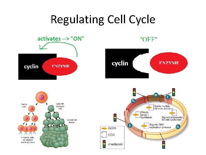 Regulating Cell Cycle 