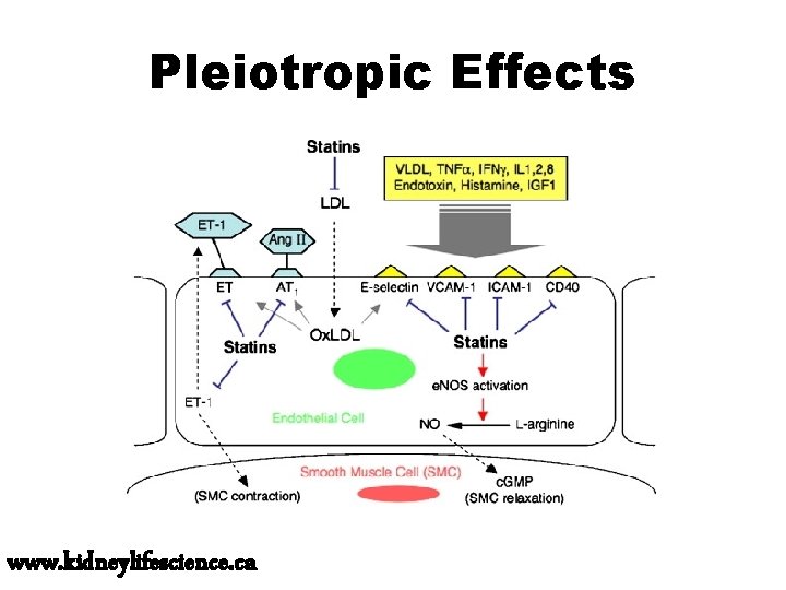 Pleiotropic Effects www. kidneylifescience. ca 