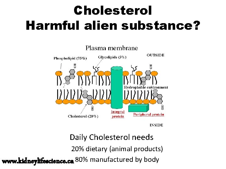 Cholesterol Harmful alien substance? Daily Cholesterol needs 20% dietary (animal products) www. kidneylifescience. ca