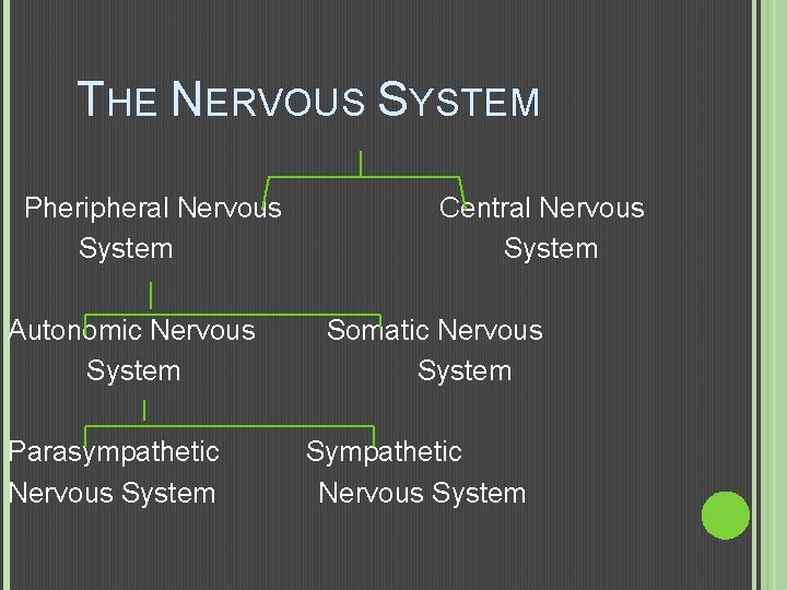  THE NERVOUS SYSTEM Pheripheral Nervous Central Nervous System System Autonomic Nervous Somatic Nervous