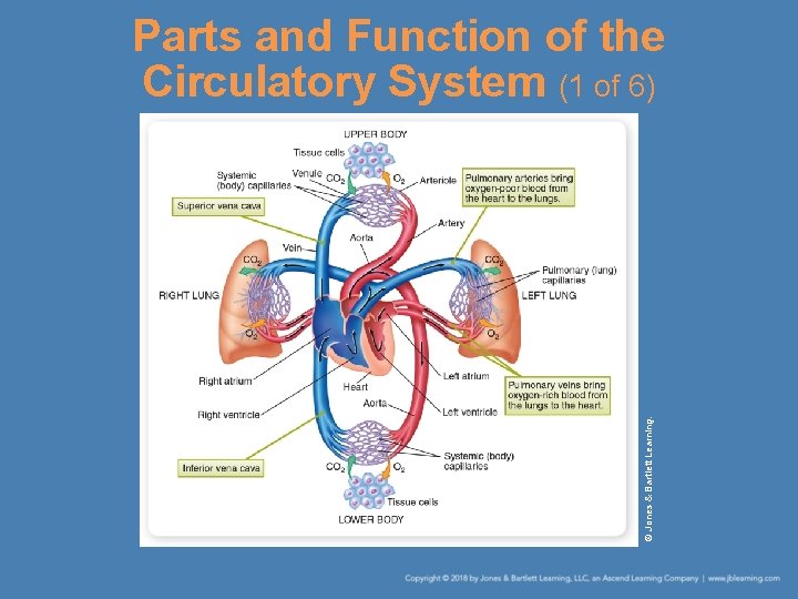 © Jones & Bartlett Learning. Parts and Function of the Circulatory System (1 of