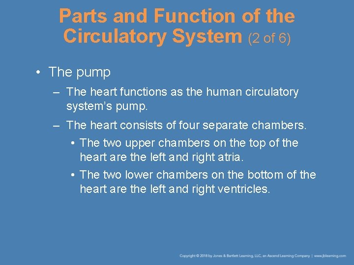 Parts and Function of the Circulatory System (2 of 6) • The pump –