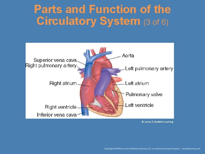 Parts and Function of the Circulatory System (3 of 6) © Jones & Bartlett