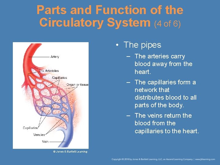Parts and Function of the Circulatory System (4 of 6) • The pipes –