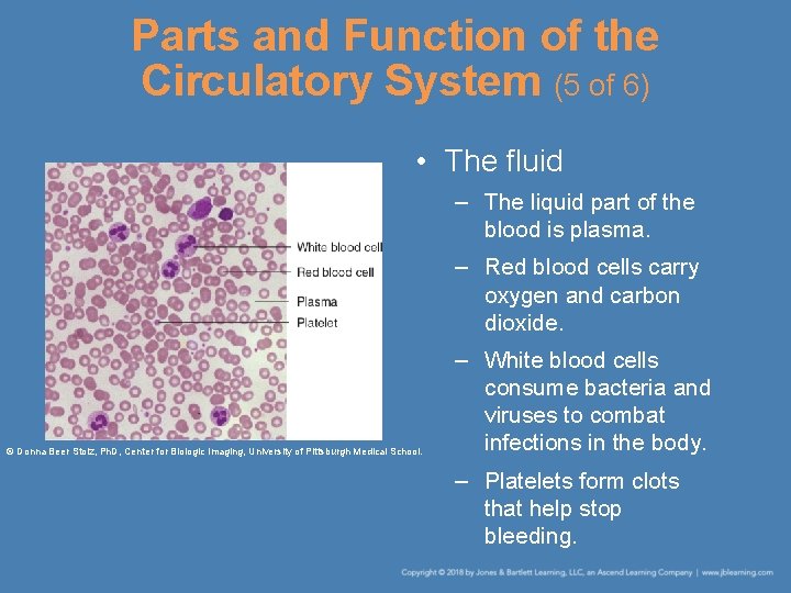 Parts and Function of the Circulatory System (5 of 6) • The fluid –