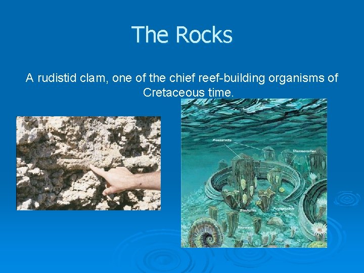 The Rocks A rudistid clam, one of the chief reef-building organisms of Cretaceous time.