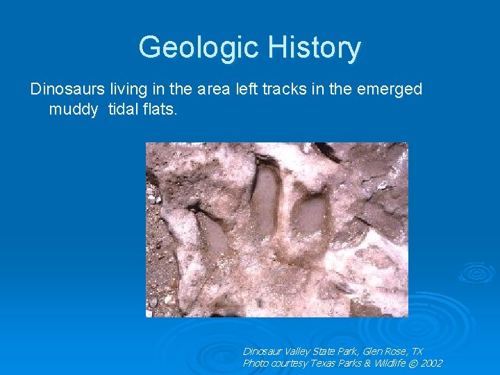 Geologic History Dinosaurs living in the area left tracks in the emerged muddy tidal