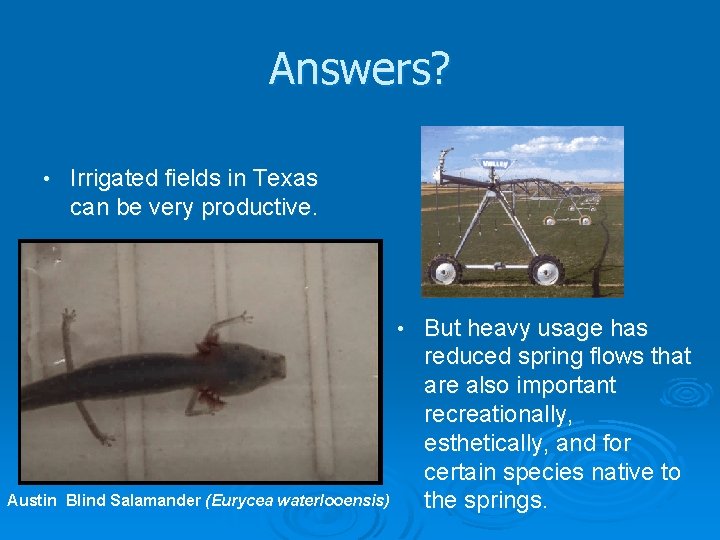 Answers? • Irrigated fields in Texas can be very productive. • Austin Blind Salamander