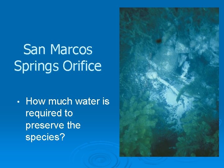 San Marcos Springs Orifice • How much water is required to preserve the species?