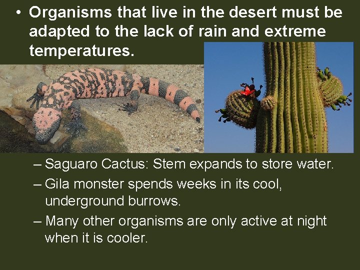  • Organisms that live in the desert must be adapted to the lack