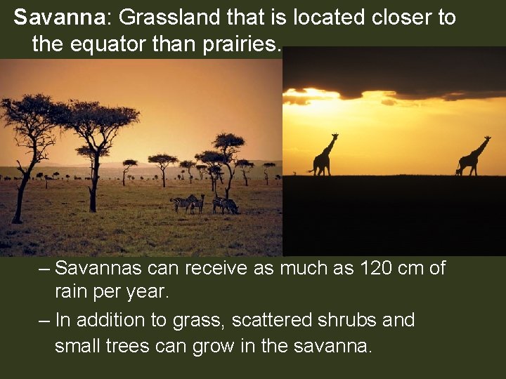 Savanna: Grassland that is located closer to the equator than prairies. – Savannas can