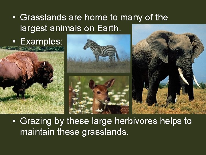  • Grasslands are home to many of the largest animals on Earth. •