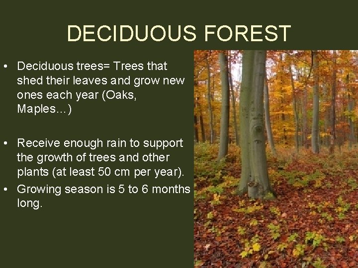 DECIDUOUS FOREST • Deciduous trees= Trees that shed their leaves and grow new ones