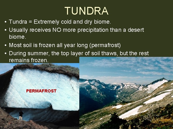 TUNDRA • Tundra = Extremely cold and dry biome. • Usually receives NO more