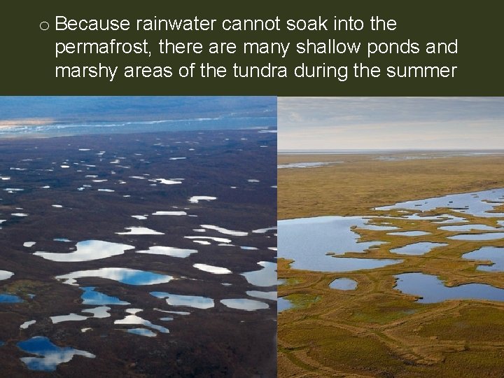 o Because rainwater cannot soak into the permafrost, there are many shallow ponds and