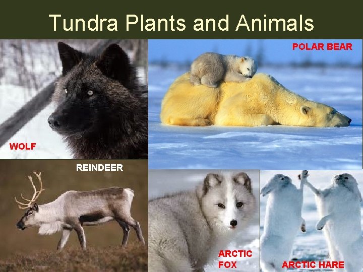 Tundra Plants and Animals POLAR BEAR WOLF REINDEER ARCTIC FOX ARCTIC HARE 