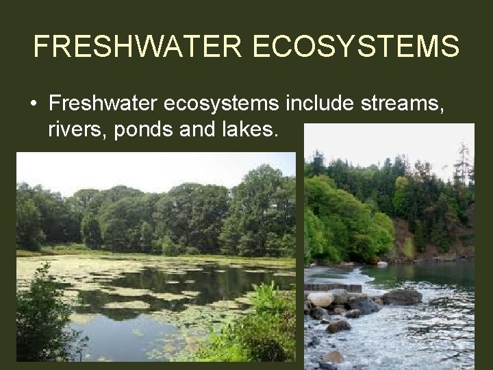 FRESHWATER ECOSYSTEMS • Freshwater ecosystems include streams, rivers, ponds and lakes. 