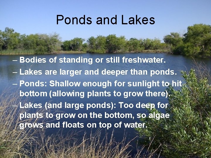 Ponds and Lakes – Bodies of standing or still freshwater. – Lakes are larger