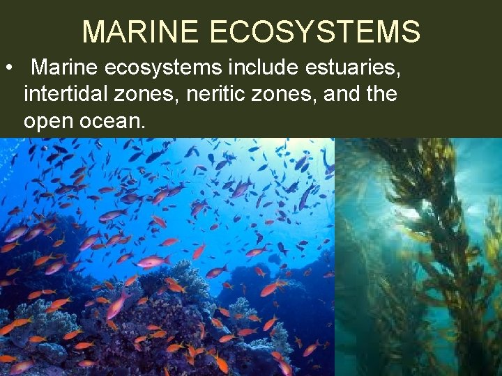 MARINE ECOSYSTEMS • Marine ecosystems include estuaries, intertidal zones, neritic zones, and the open