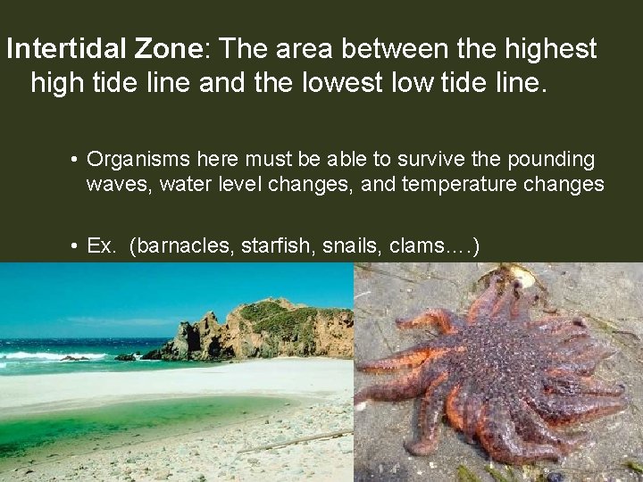 Intertidal Zone: The area between the highest high tide line and the lowest low