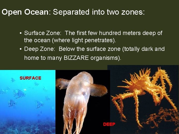Open Ocean: Separated into two zones: • Surface Zone: The first few hundred meters