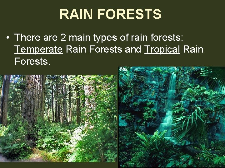 RAIN FORESTS • There are 2 main types of rain forests: Temperate Rain Forests