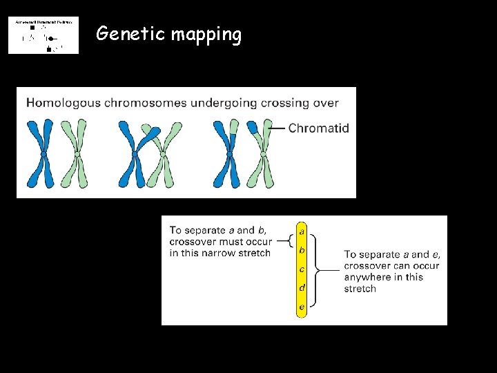 Genetic mapping 