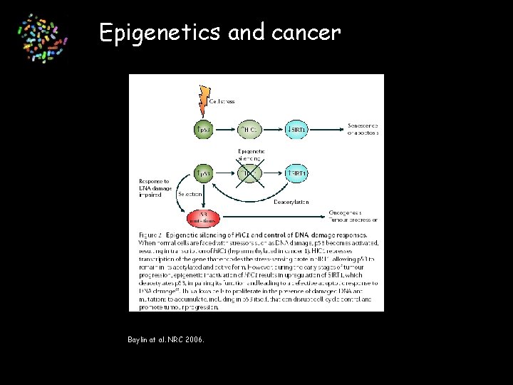 Epigenetics and cancer Baylin at al. NRC 2006. 