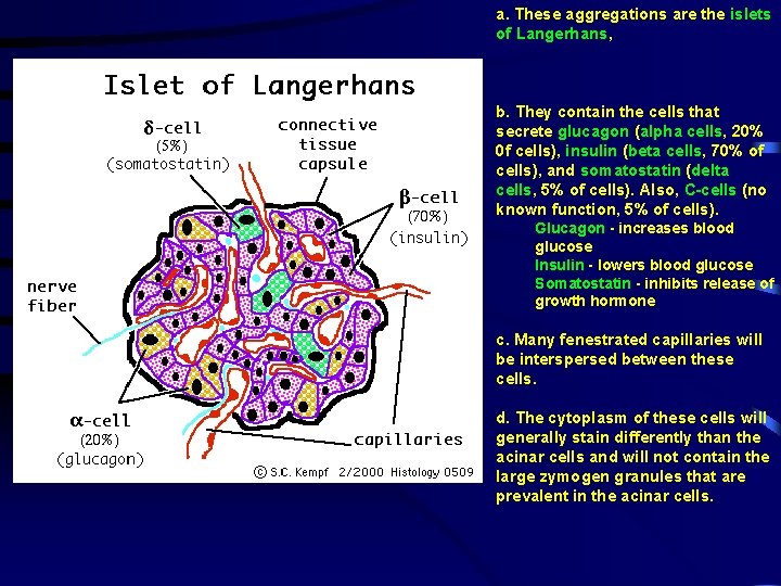 a. These aggregations are the islets of Langerhans, b. They contain the cells that