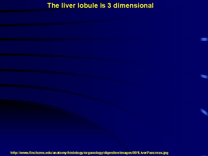 The liver lobule is 3 dimensional http: //www. finchcms. edu/anatomy/histology/organology/digestive/images/001 Liver. Pancreas. jpg 