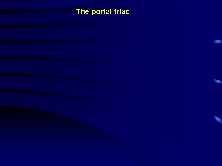 The portal triad 