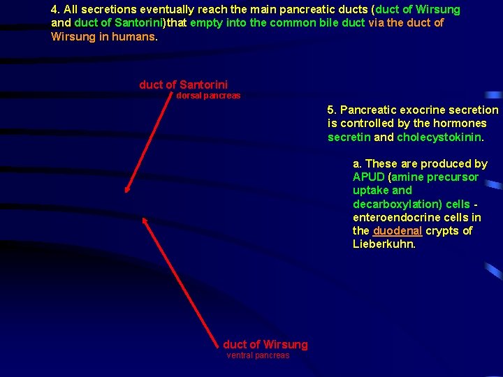 4. All secretions eventually reach the main pancreatic ducts (duct of Wirsung and duct