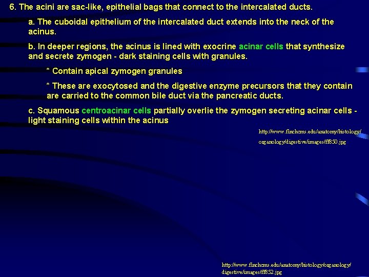 6. The acini are sac-like, epithelial bags that connect to the intercalated ducts. a.