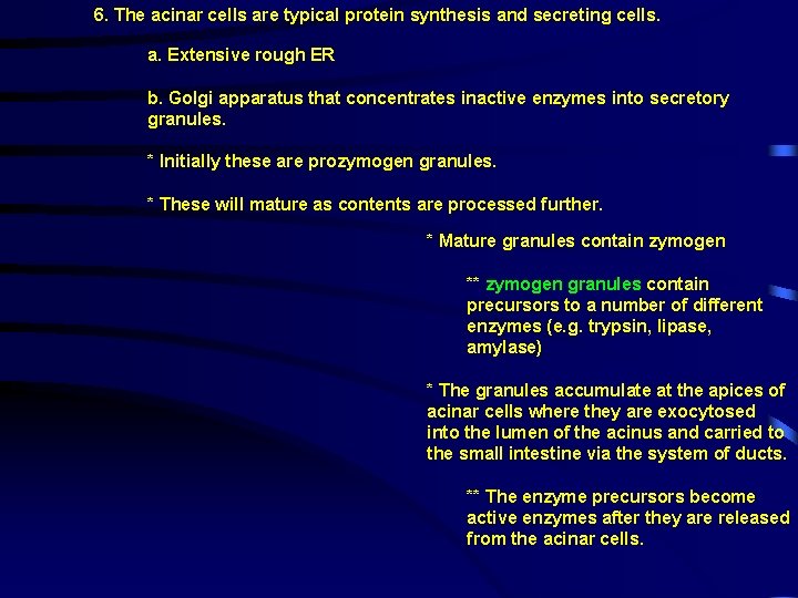 6. The acinar cells are typical protein synthesis and secreting cells. a. Extensive rough