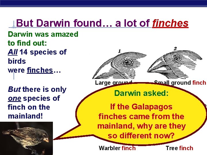 But Darwin found… a lot of finches Darwin was amazed to find out: All