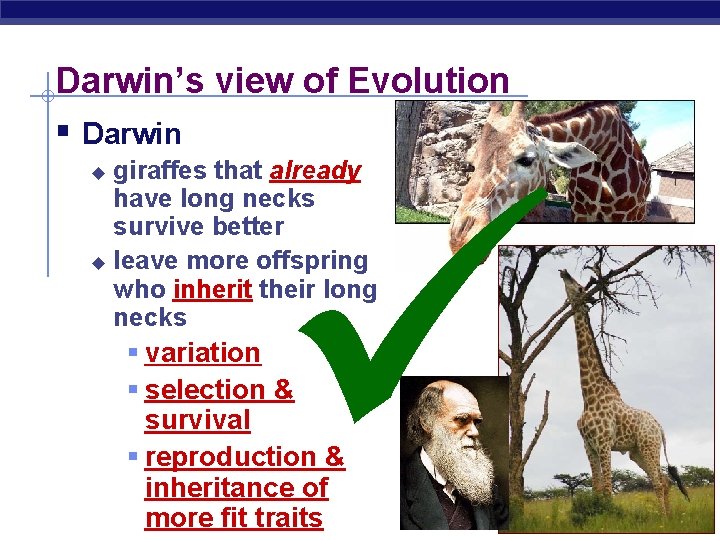 Darwin’s view of Evolution § Darwin giraffes that already have long necks survive better