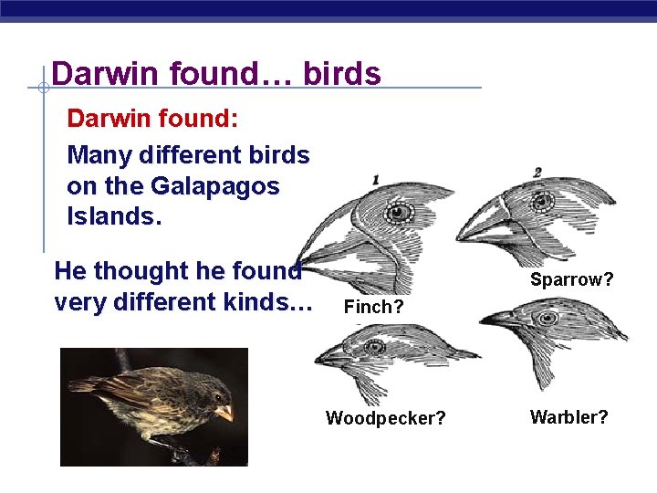 Darwin found… birds Darwin found: Many different birds on the Galapagos Islands. He thought