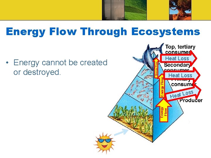 Energy Flow Through Ecosystems Energy Flow • Energy cannot be created or destroyed. Heat Energy Flow Through Ecosystems Energy Flow • Energy cannot be created or destroyed. Heat