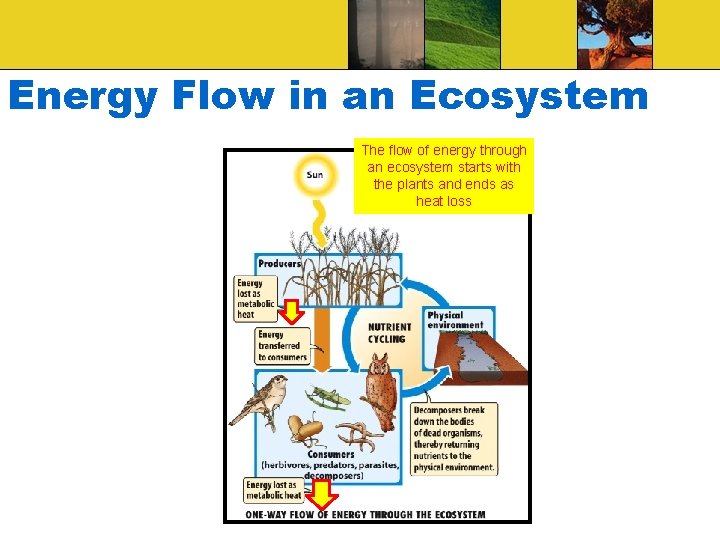 Energy Flow in an Ecosystem The flow of energy through an ecosystem starts with