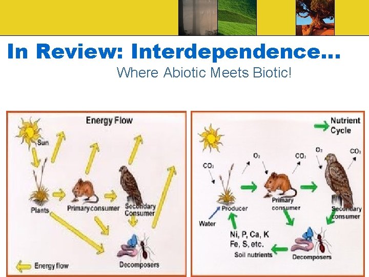 In Review: Interdependence… Where Abiotic Meets Biotic! In Review: Interdependence… Where Abiotic Meets Biotic!