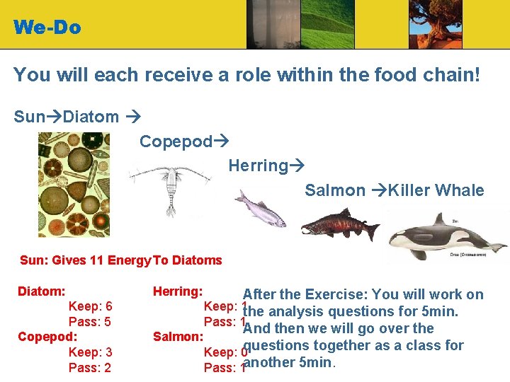 We-Do You will each receive a role within the food chain! Sun Diatom Copepod We-Do You will each receive a role within the food chain! Sun Diatom Copepod