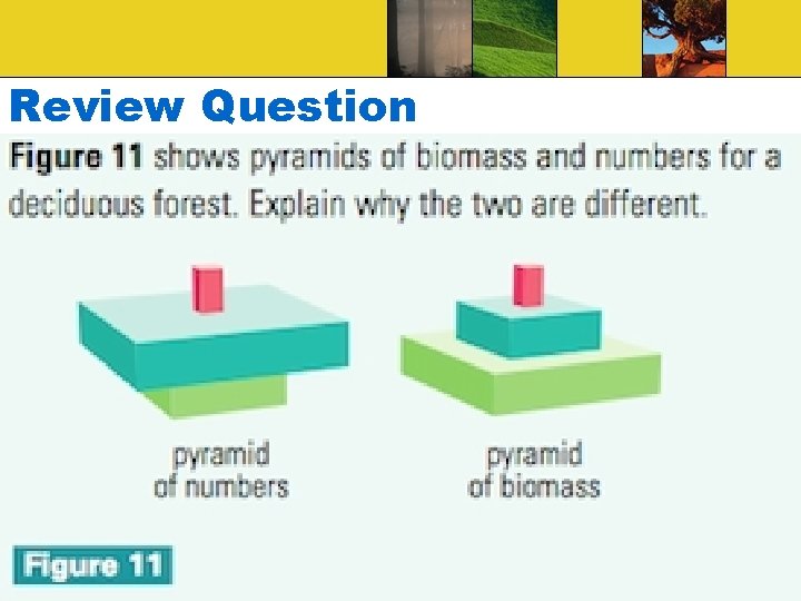 Review Question Review Question