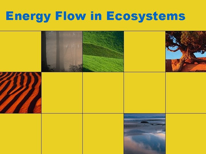 Energy Flow in Ecosystems Energy Flow in Ecosystems
