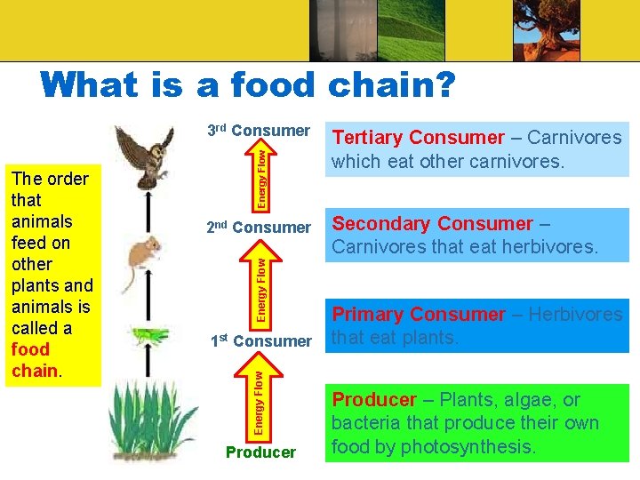 What is a food chain? Tertiary Consumer – Carnivores which eat other carnivores. Secondary