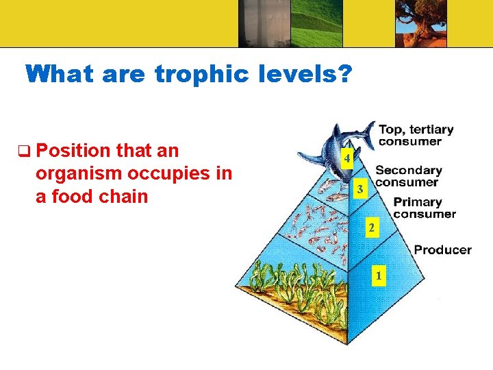 What are trophic levels? q Position that an organism occupies in a food chain