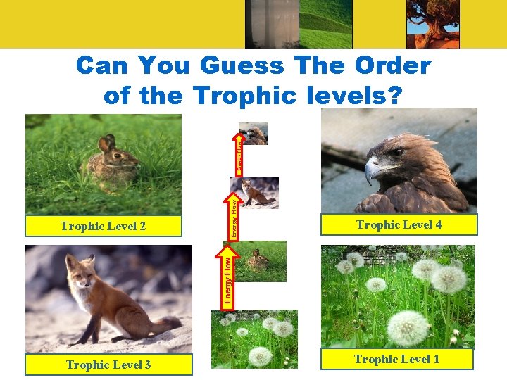 Trophic Level 4 Energy Flow Trophic Level 2 Energy Flow Can You Guess The